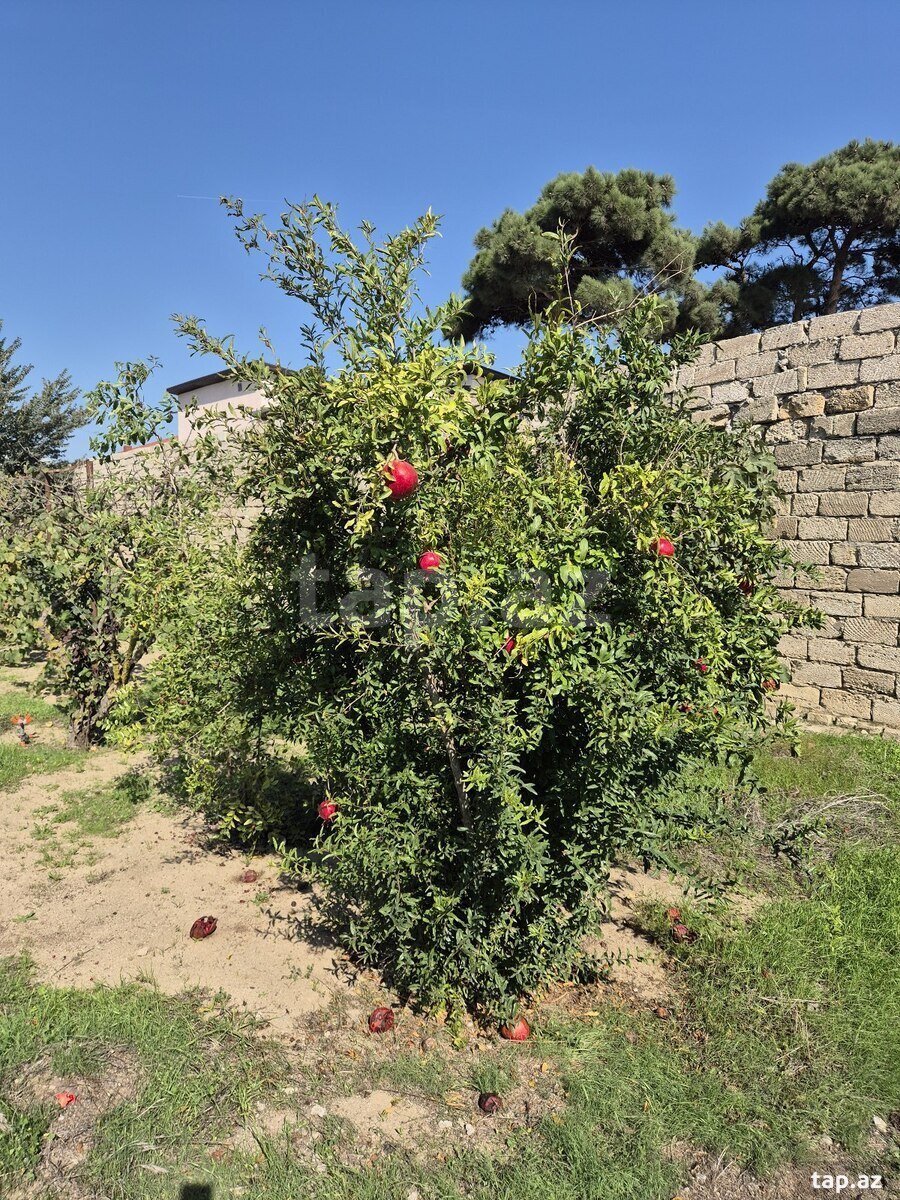 Torpaq satılır, Bakı