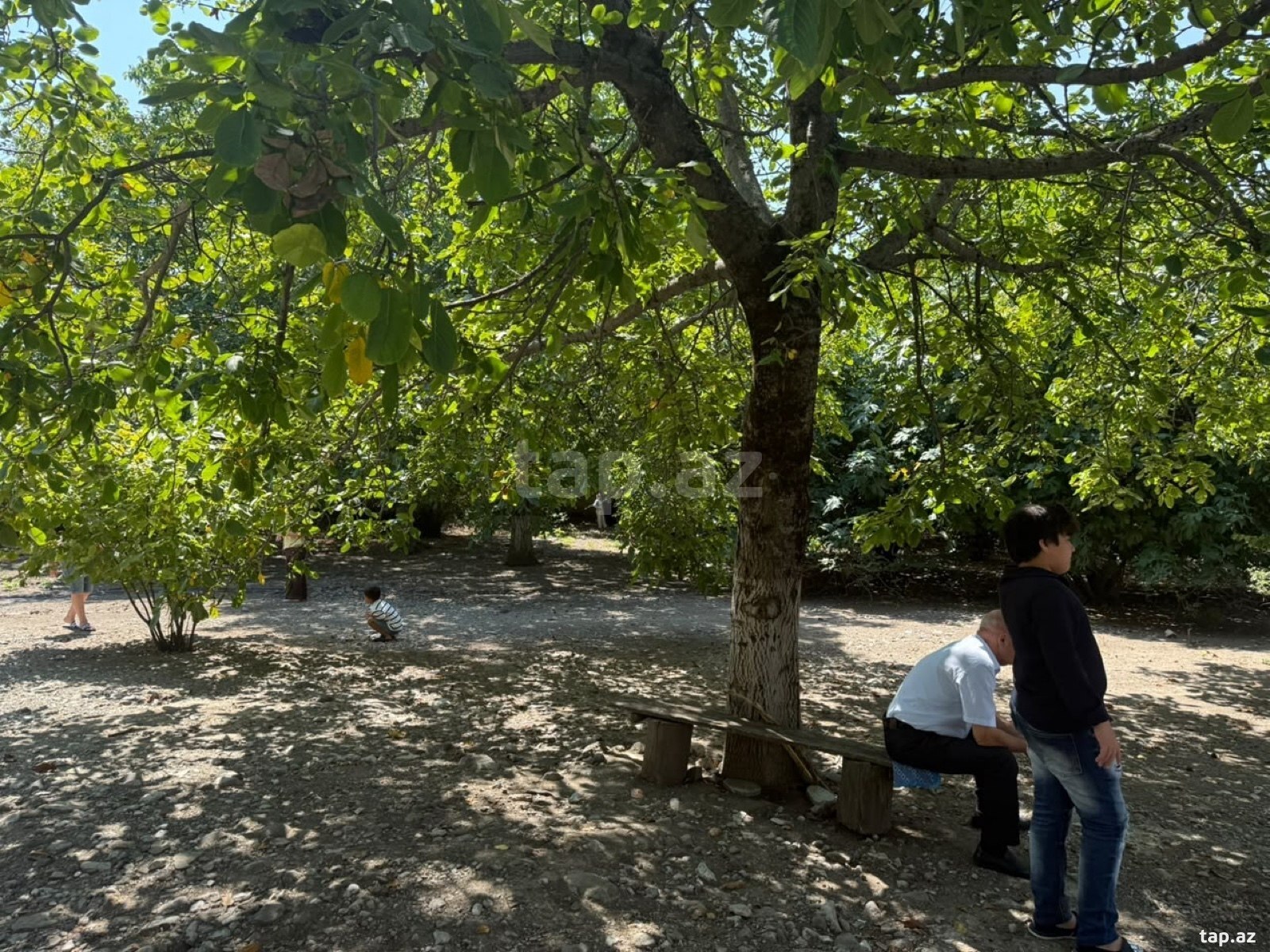 Land for sale, Ismayilli, Ismayilli