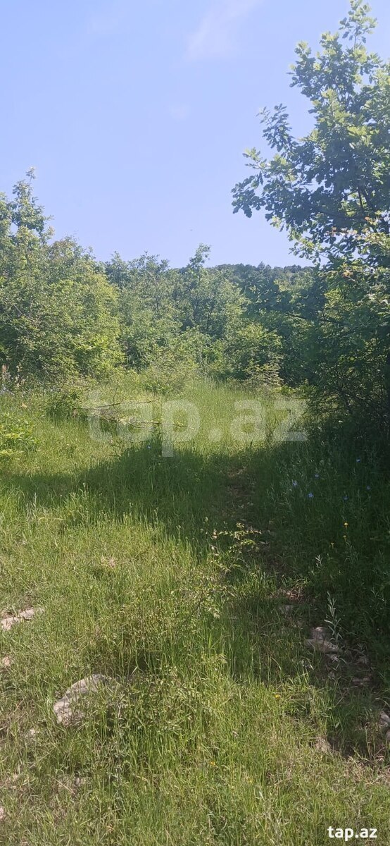 Land for sale, Tirjan, Ismayilli