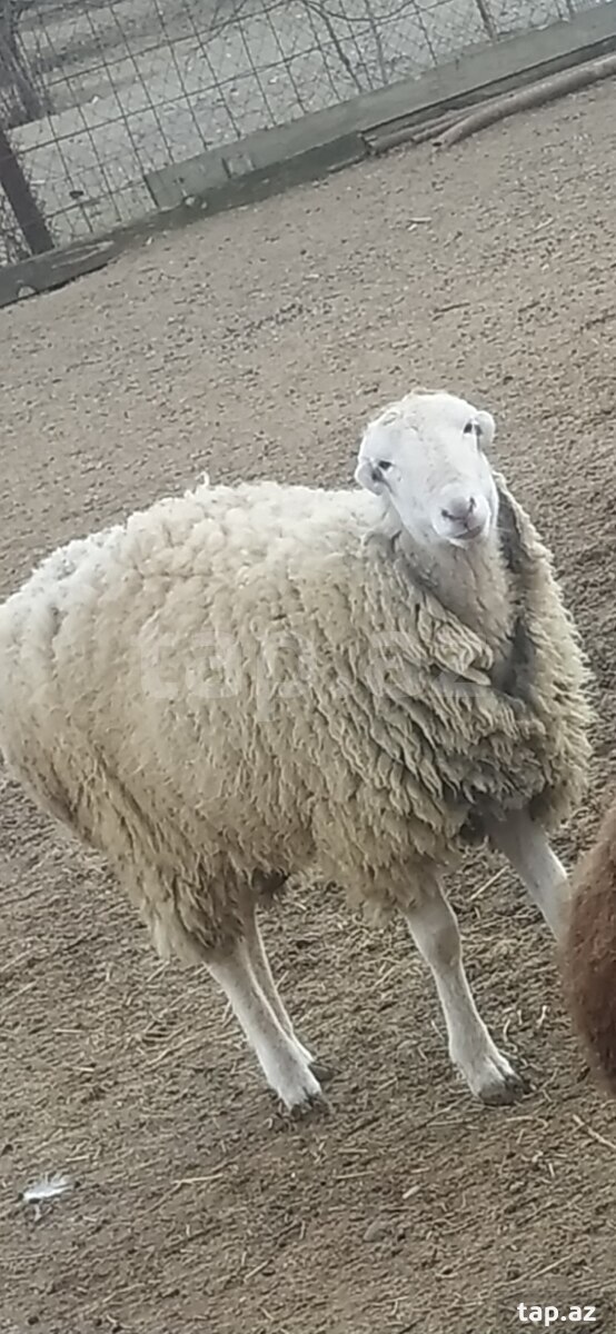Qoç
