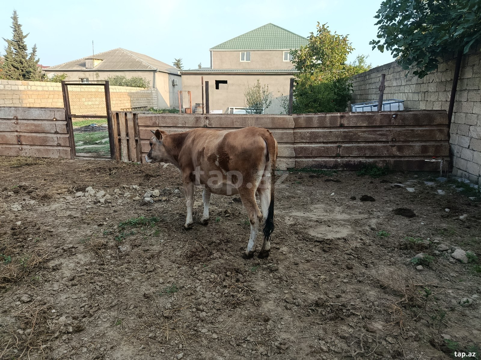 Jersey düyə