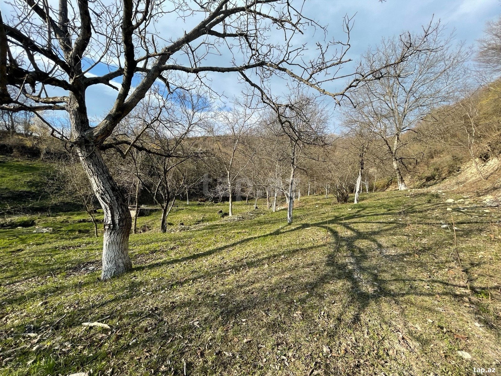 Torpaq satılır, İsmayıllı, İsmayıllı