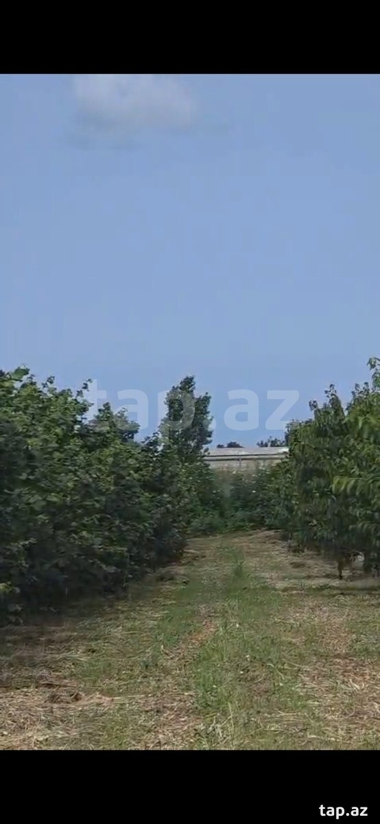 Torpaq satılır, Xaçmaz, Xaçmaz