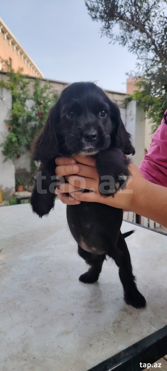 Koker spaniel