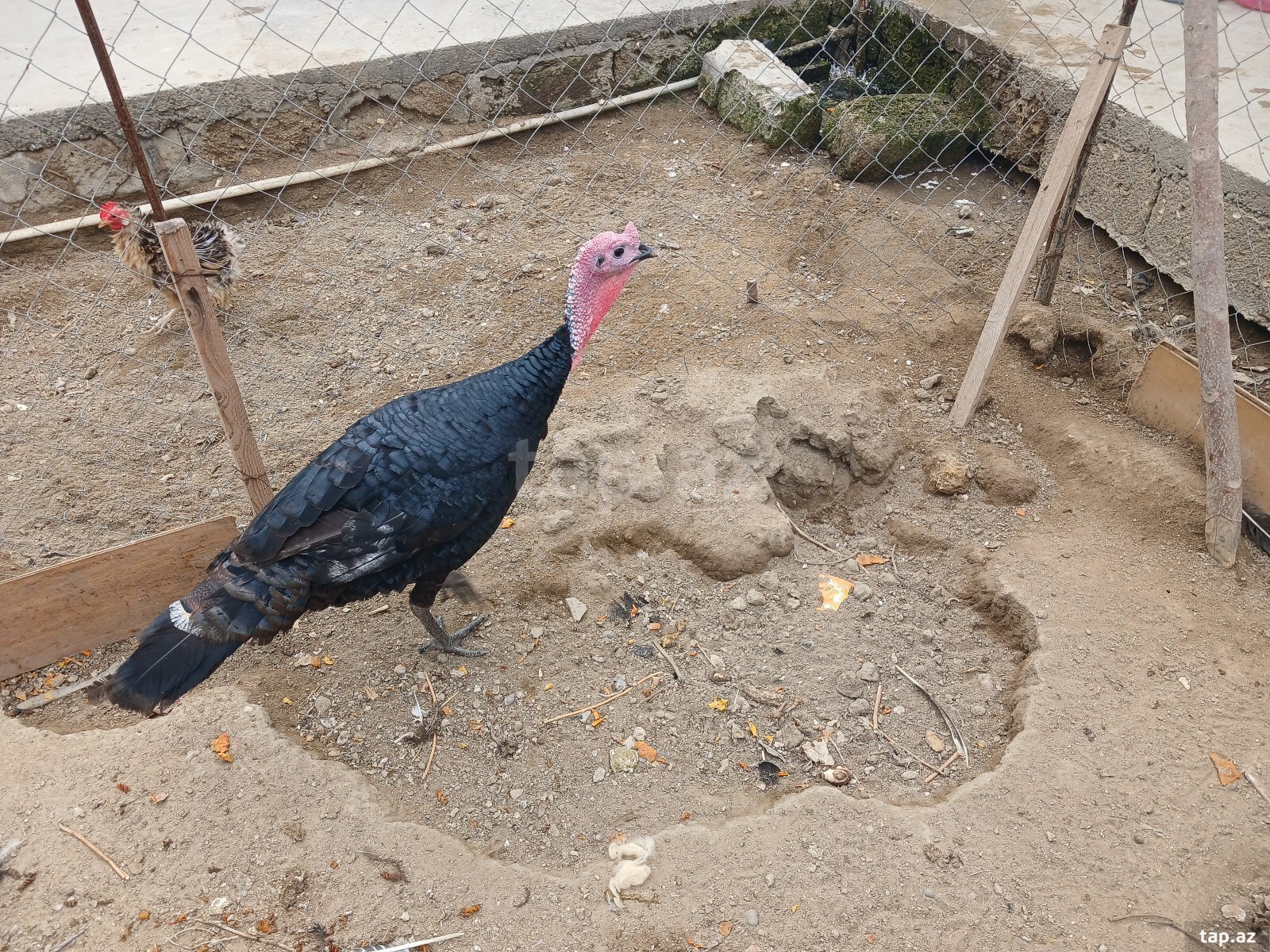 Hinduşkalar