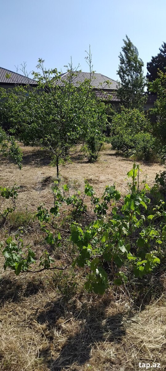 Torpaq satılır, Sumqayıt