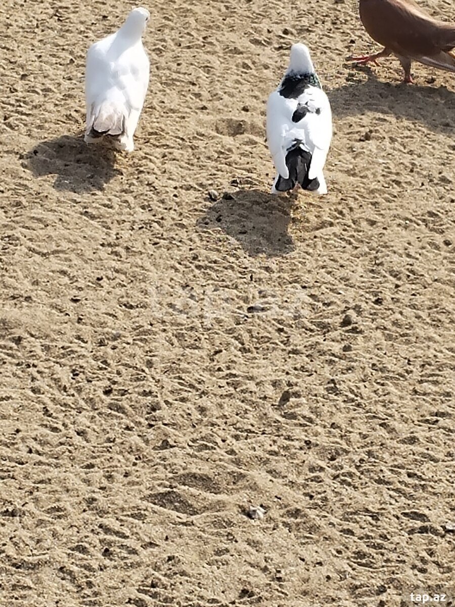 Göyərçinlər