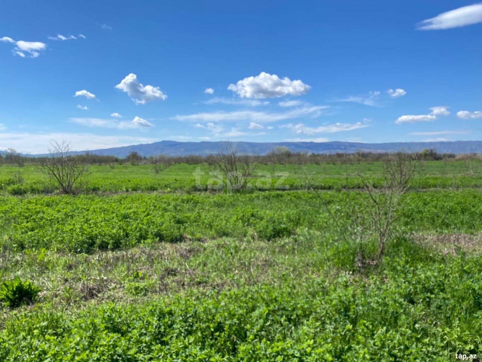 Land for sale, Shotavar, Qax