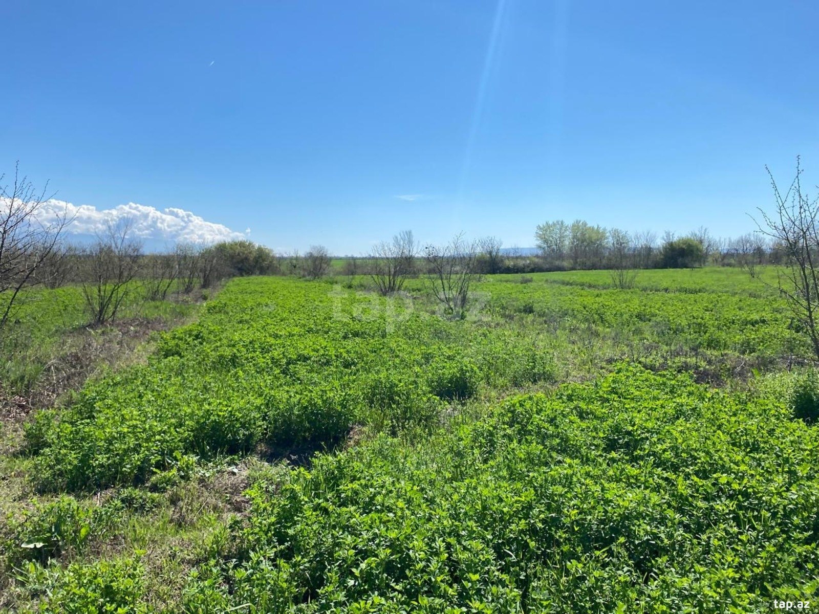 Land for sale, Shotavar, Qax