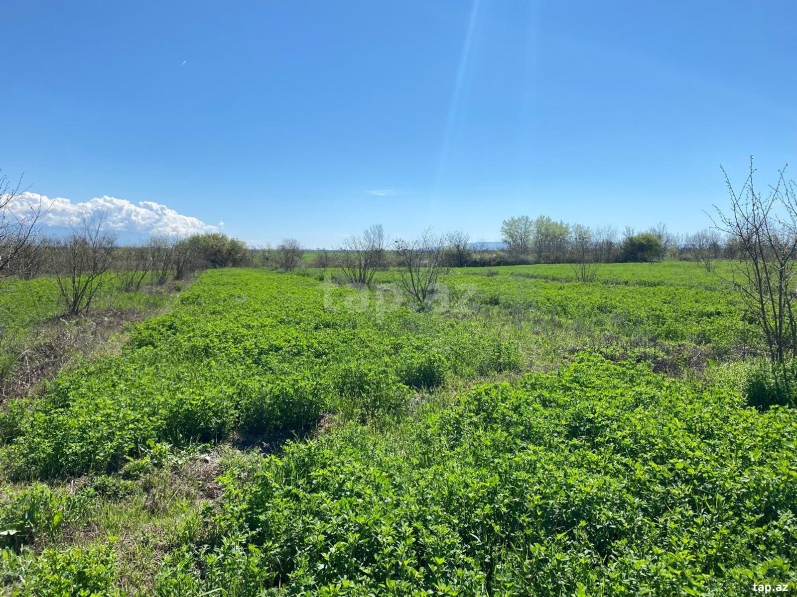 Land for sale, Shotavar, Qax