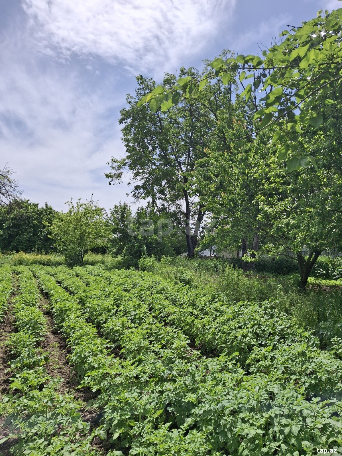 Land for sale, Ismayilli