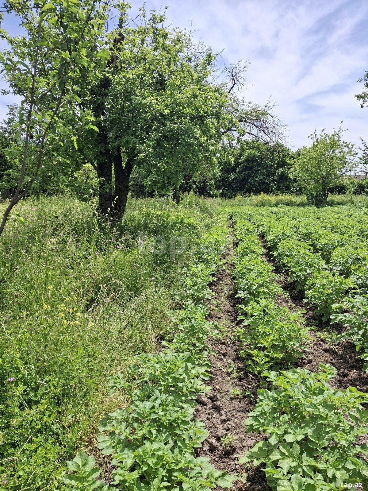 Land for sale, Ismayilli