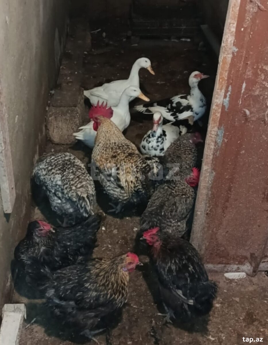 Xoruz, toyuq və ördəklər