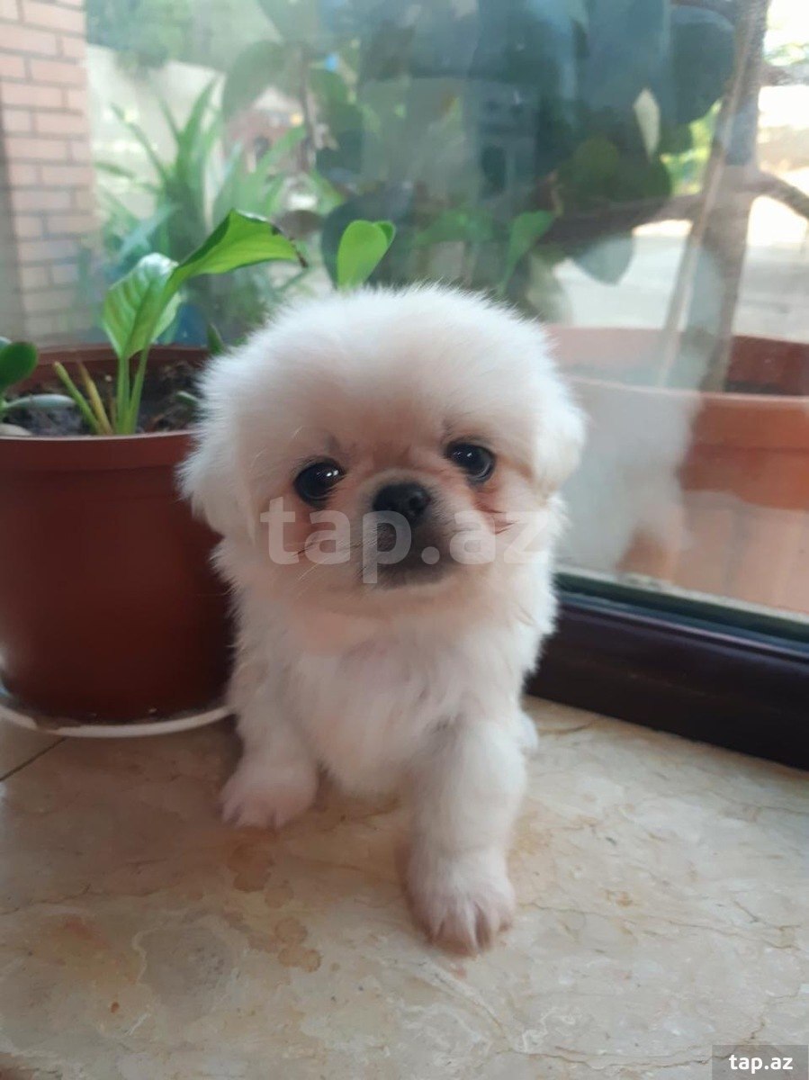 Pekines