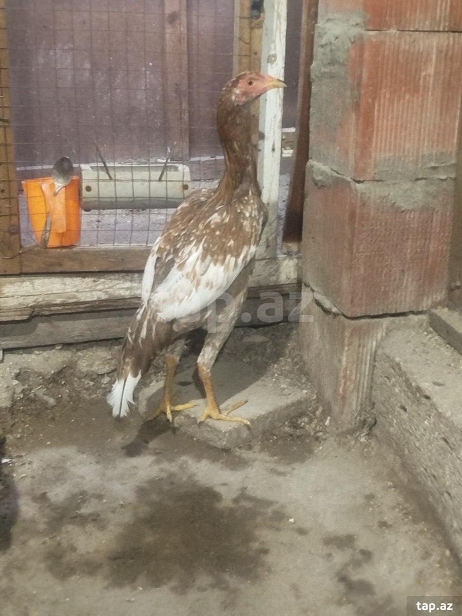 Heyratı