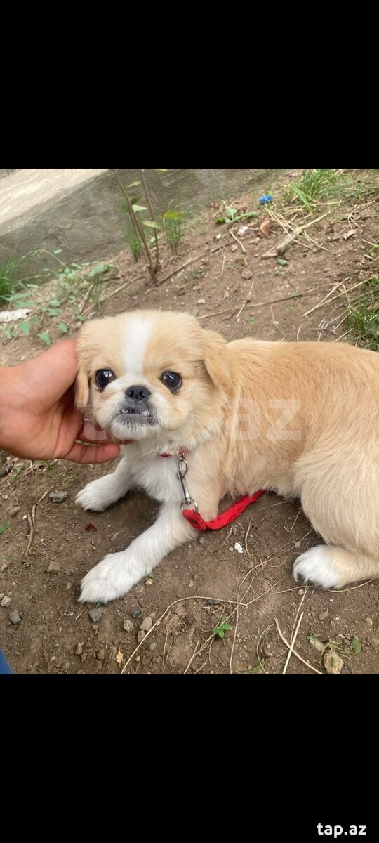 Pekines
