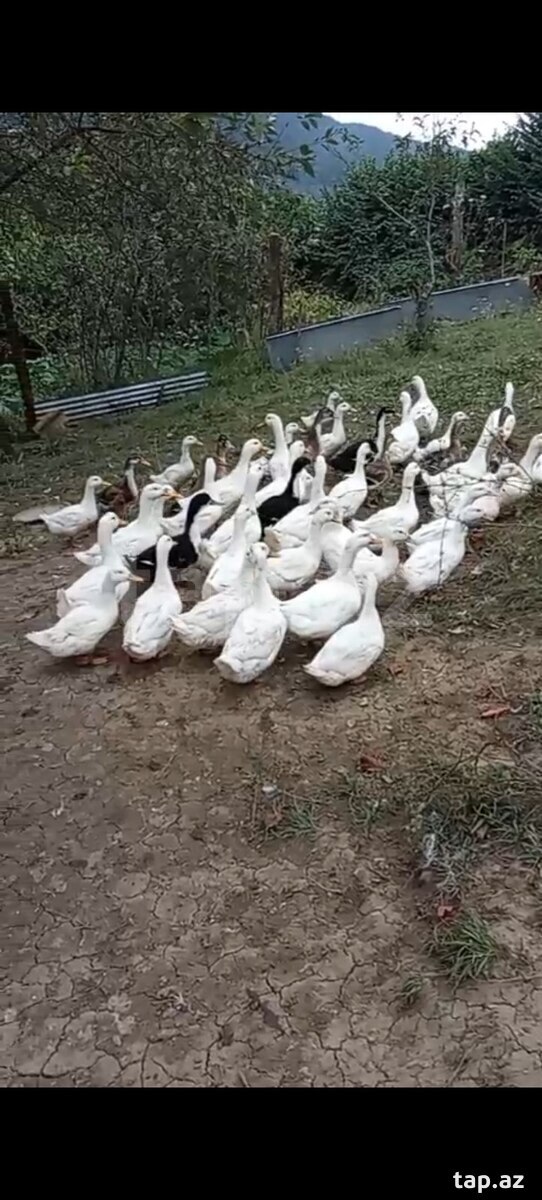 Pekin ördəkləri