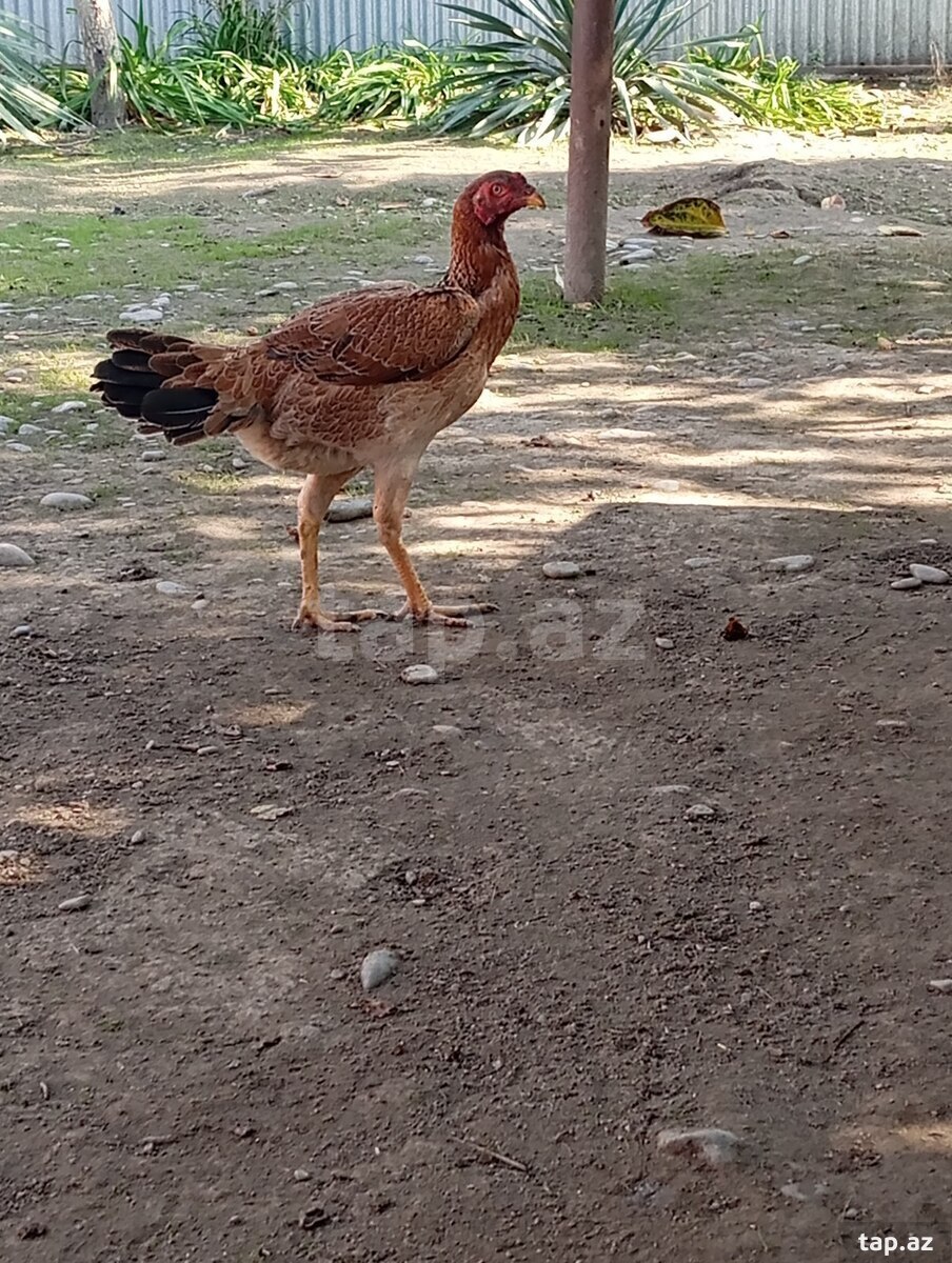 Heyratı fərə