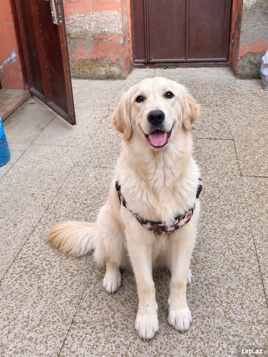 Labrador Retriver