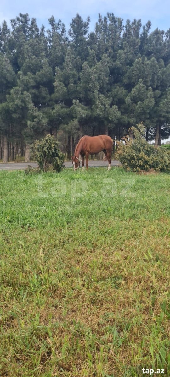 Qarabağ atı