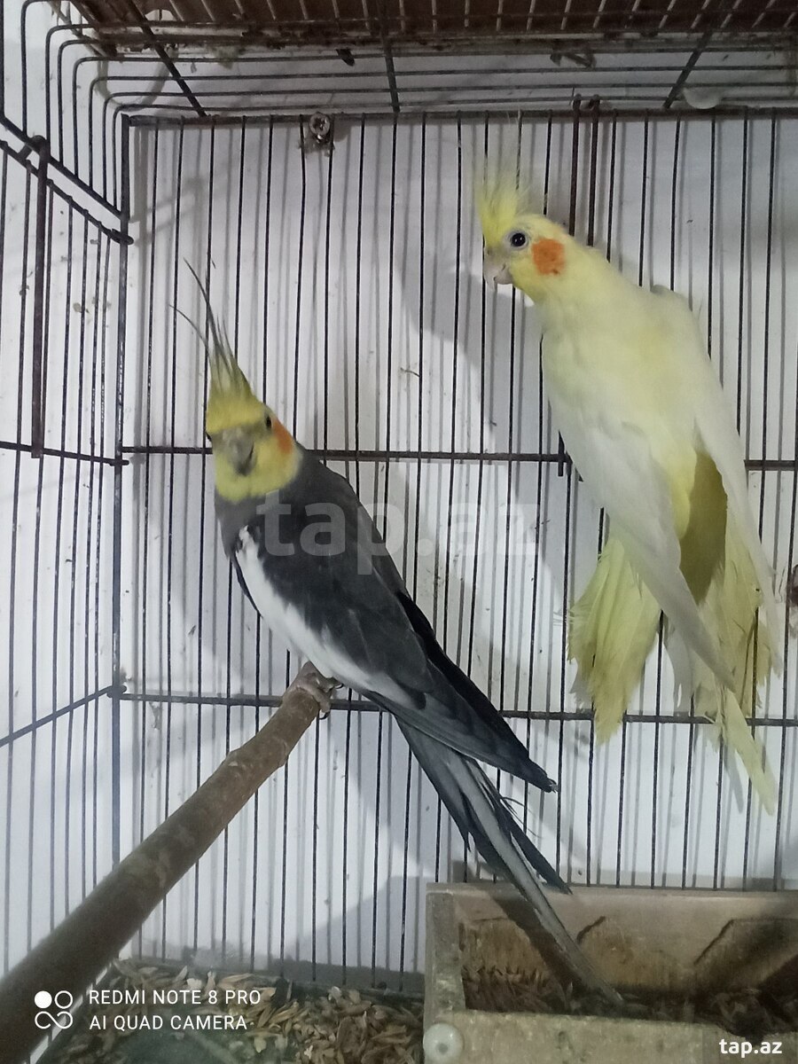 Korella tutuquşuları