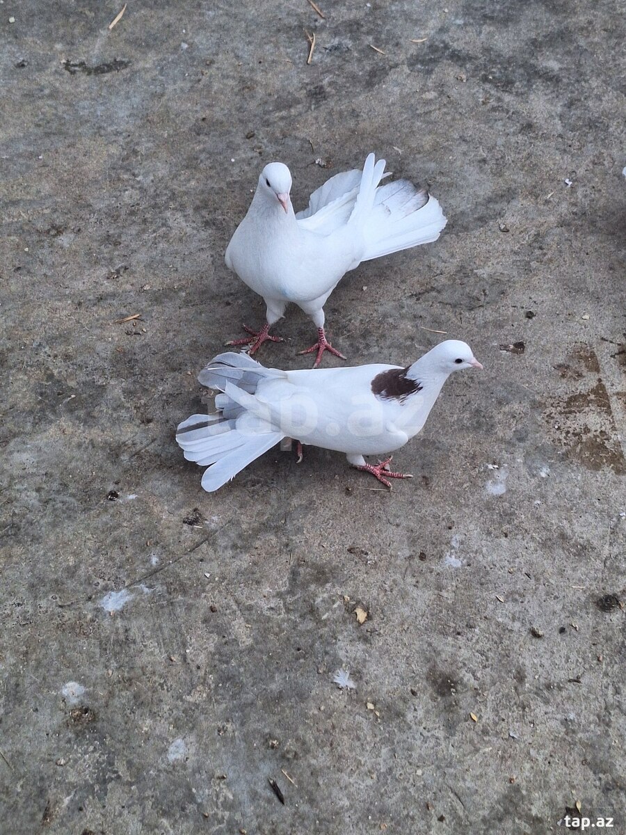 Göyərçinlər