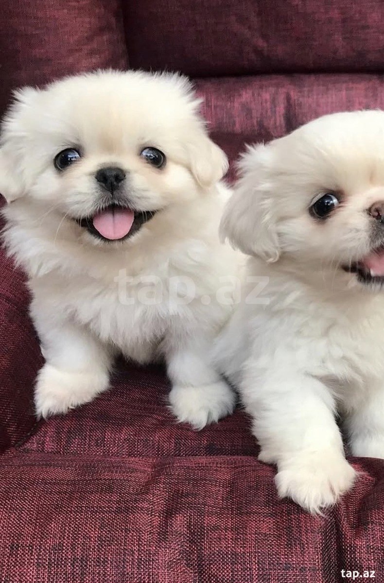 Pekines