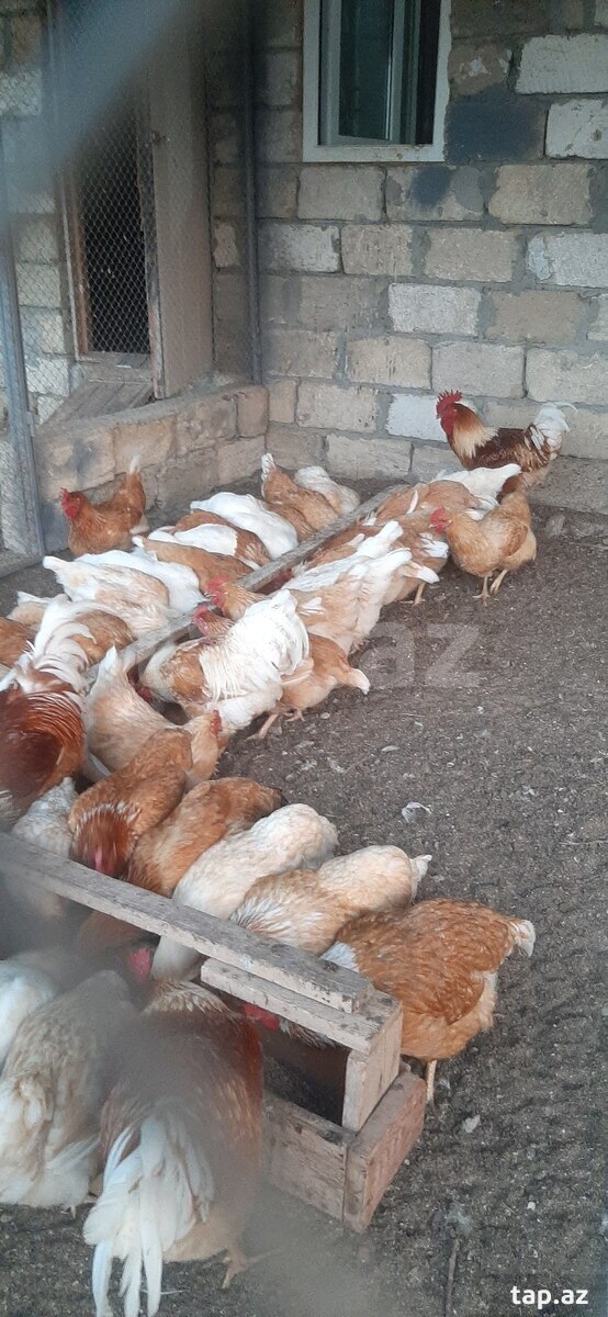 Mayalı Lohman Braun yumurtası