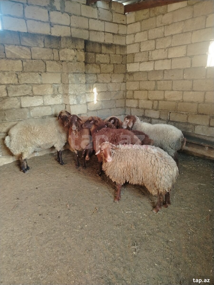 Damazlıq qoyunlar