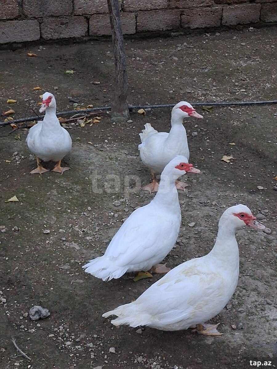 Lal ördəklər