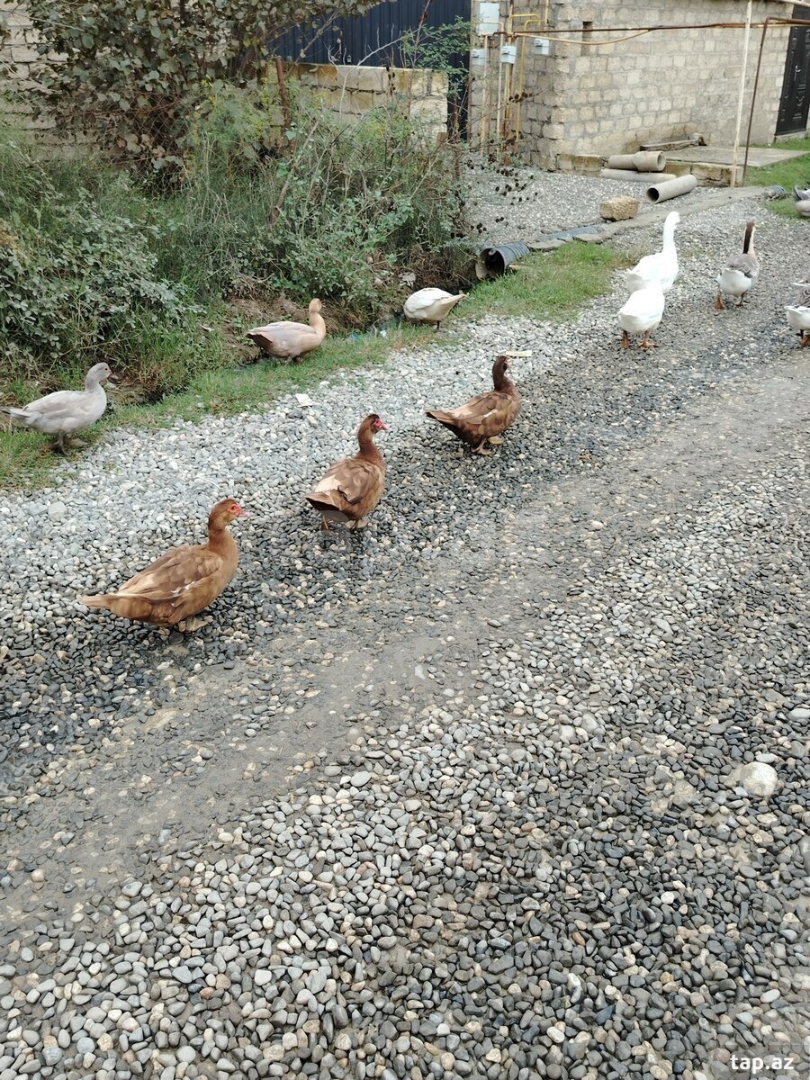 Öküz ördəklər