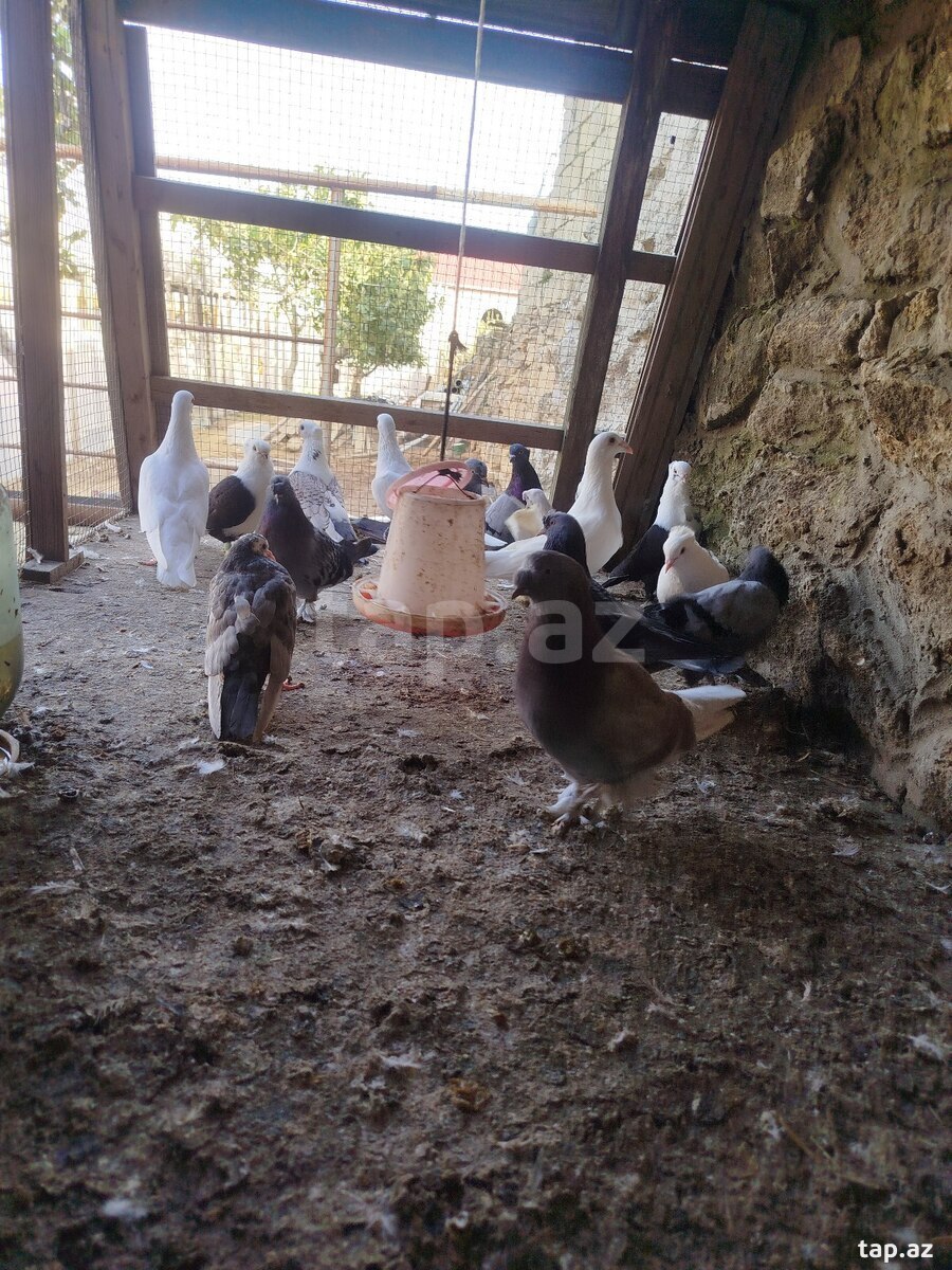 Göyərçin