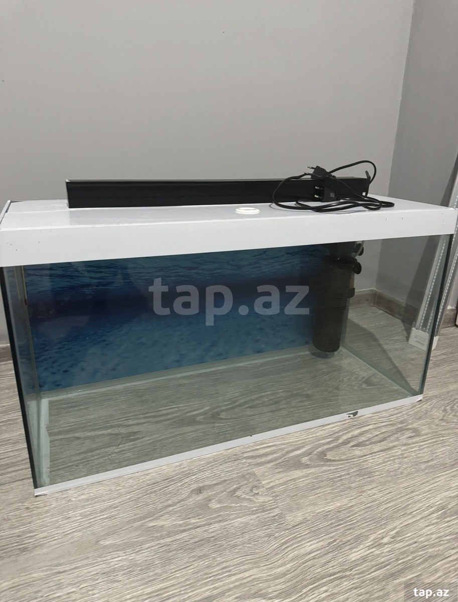 Akvarium və balıqlar