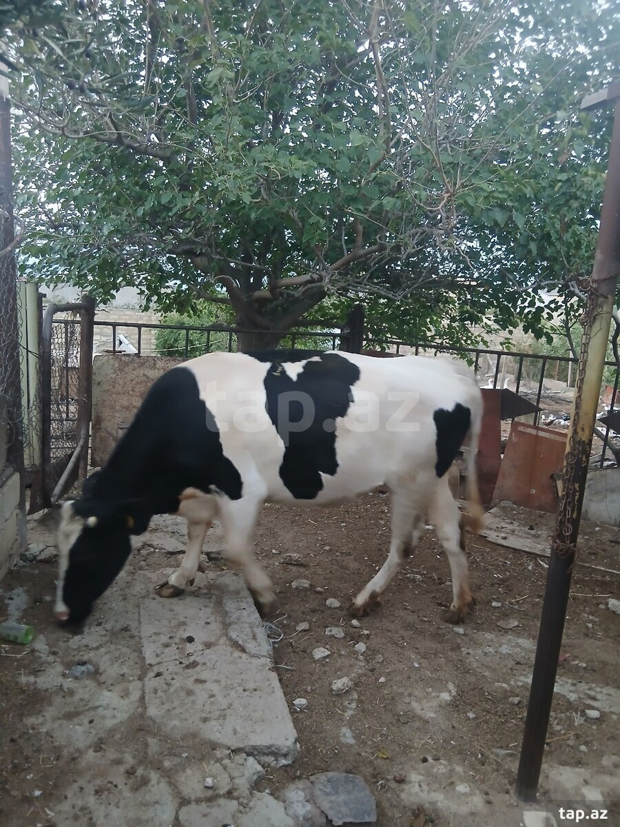 İnək