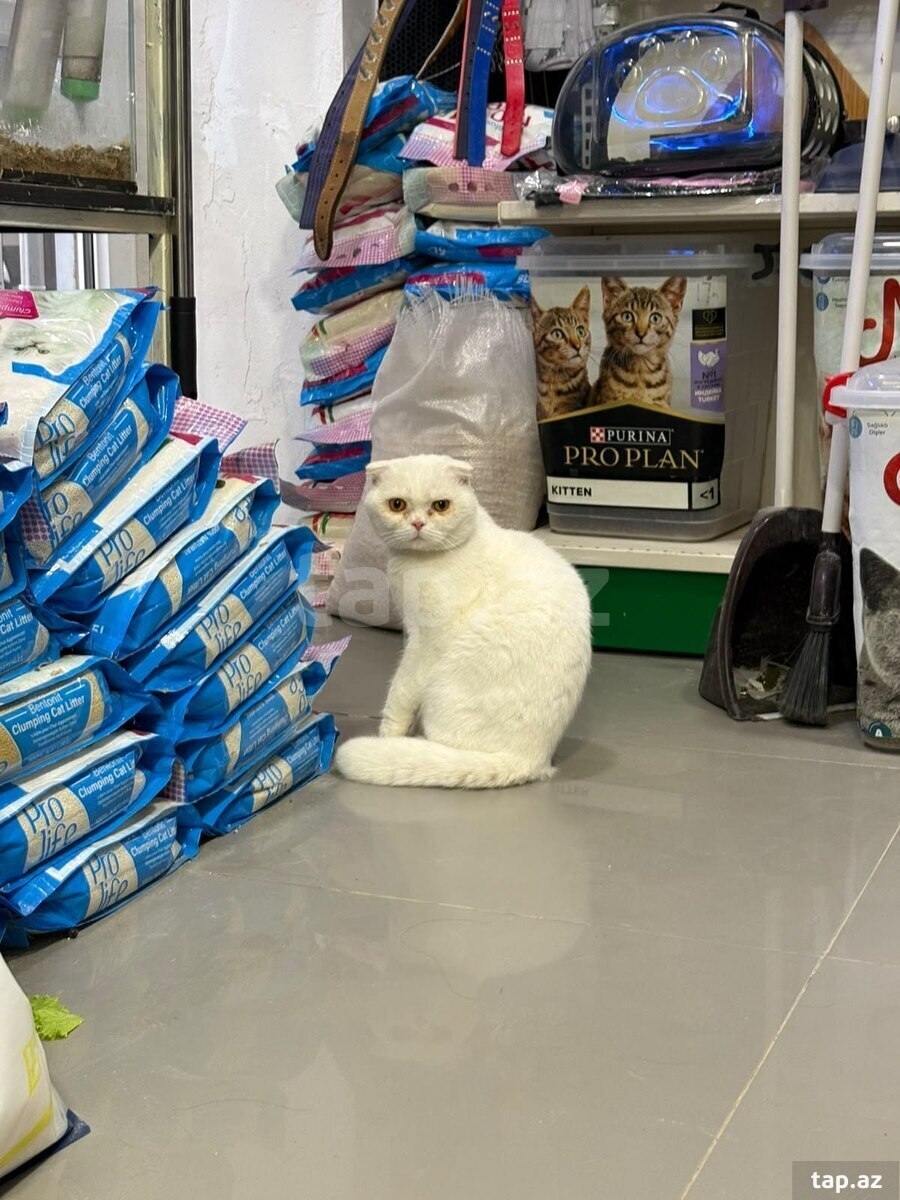 Şotland pişiyi