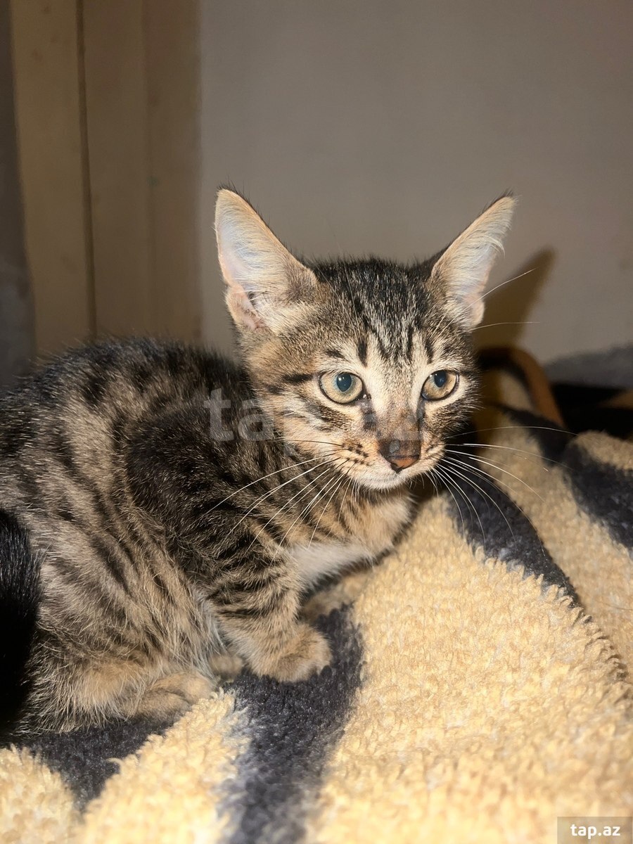 Pişik etibarlı əllərə verilir