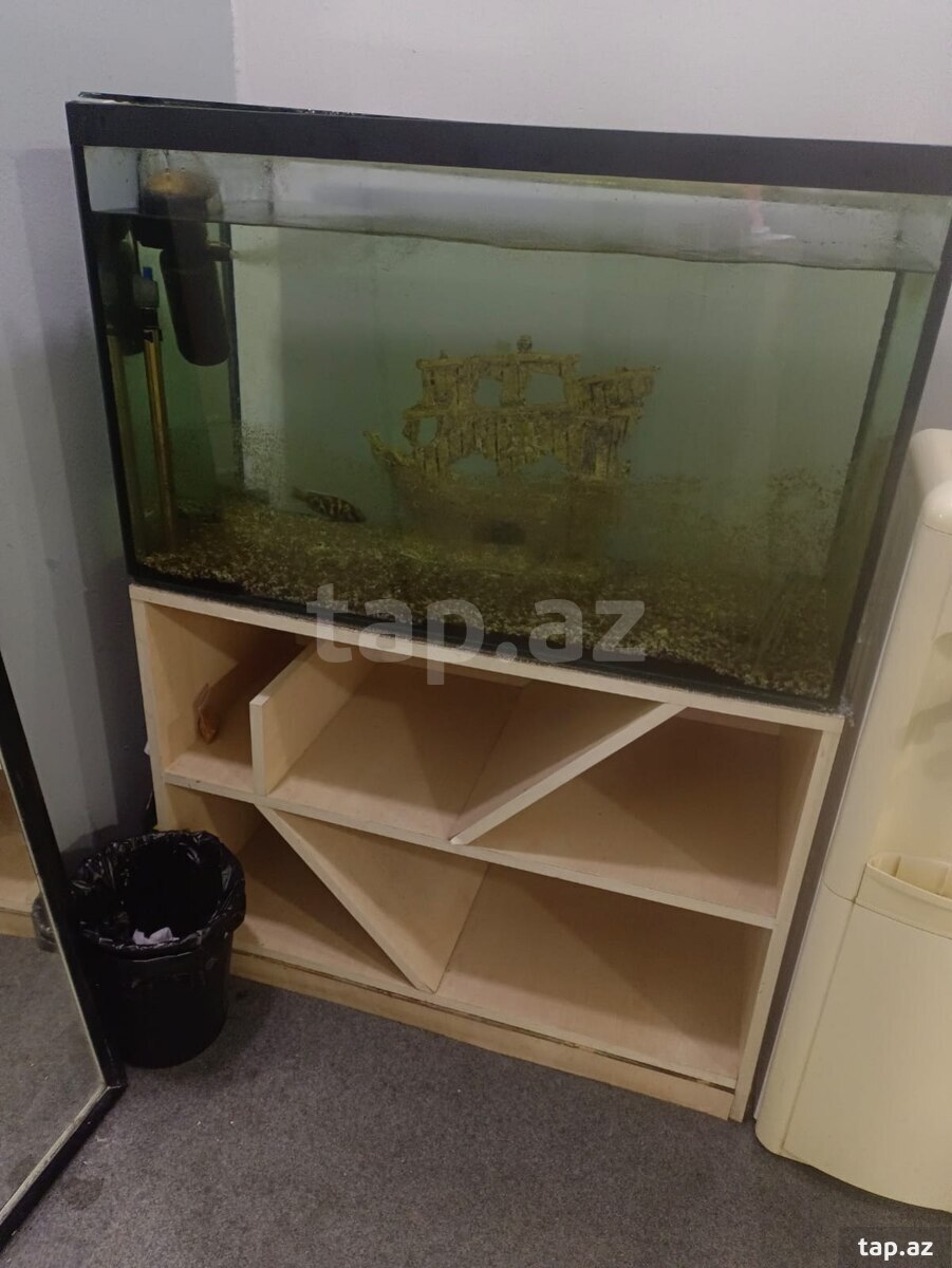 Akvarium və balıqlar
