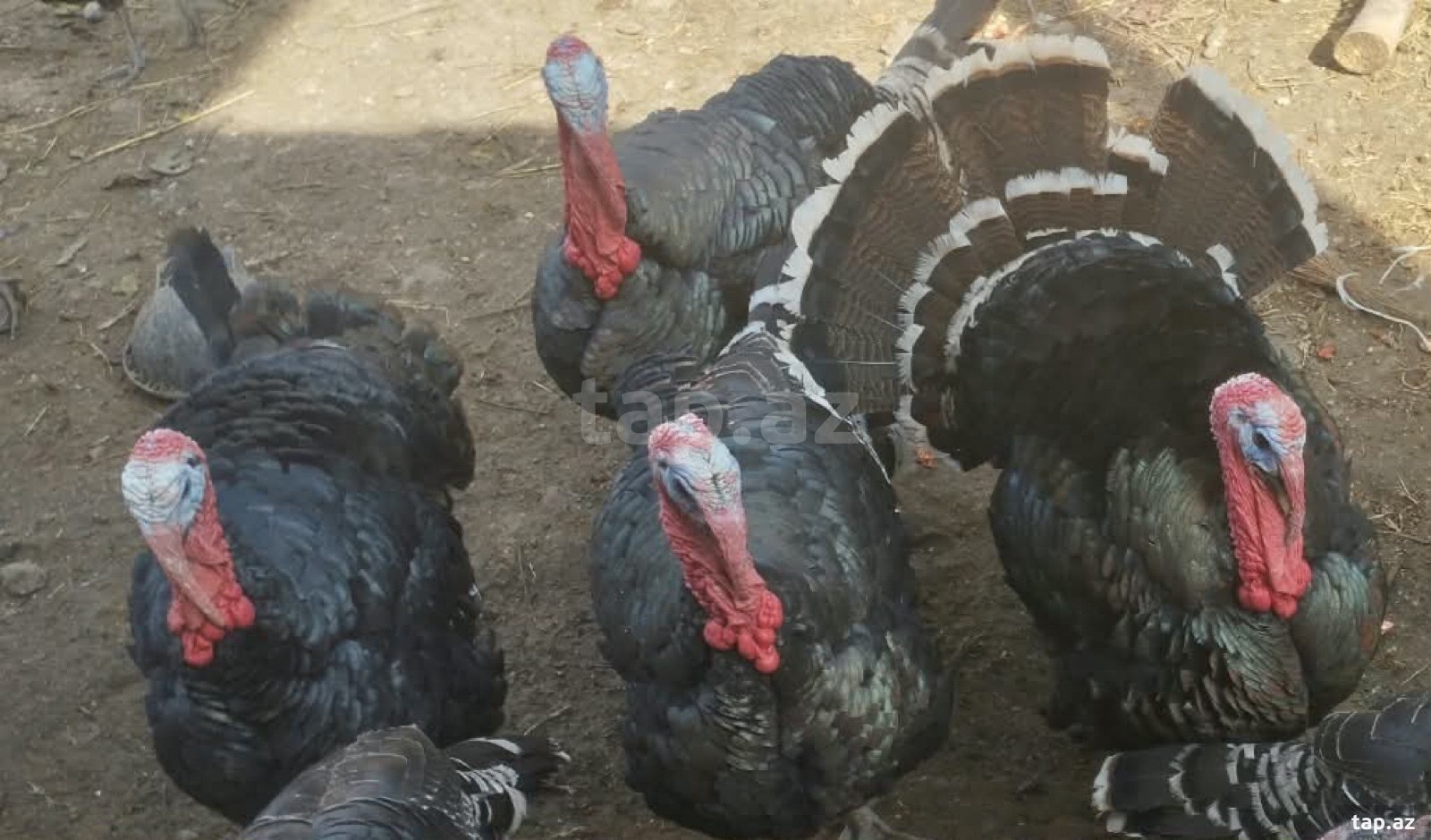 Hunduşka