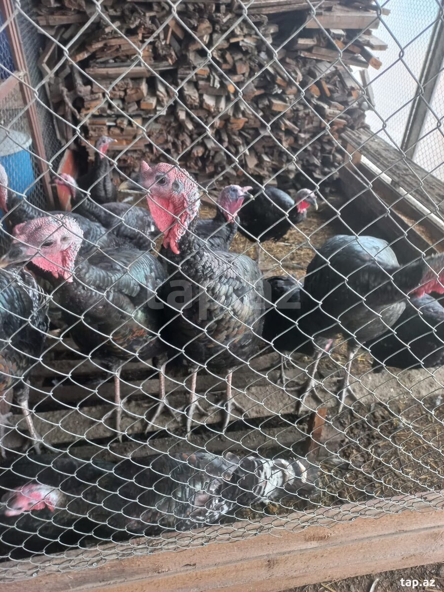 Hinduşka