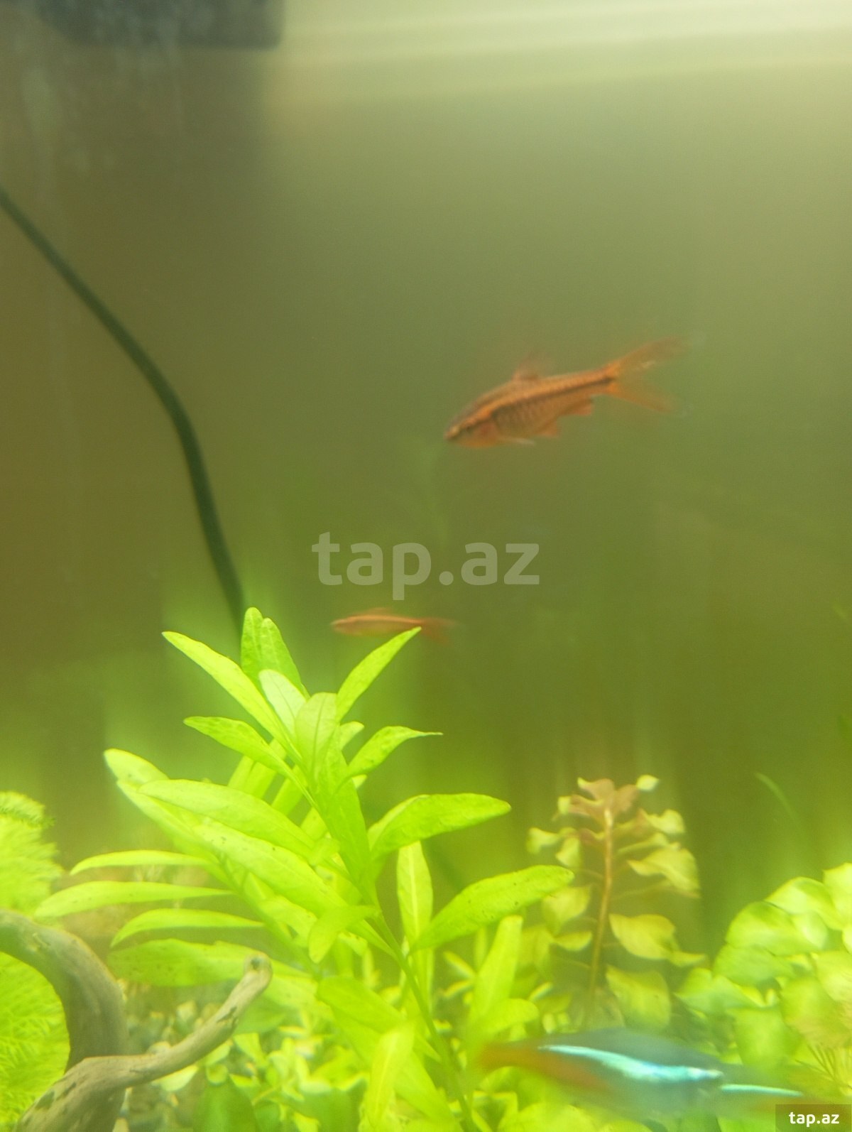 Cherry barb balığı