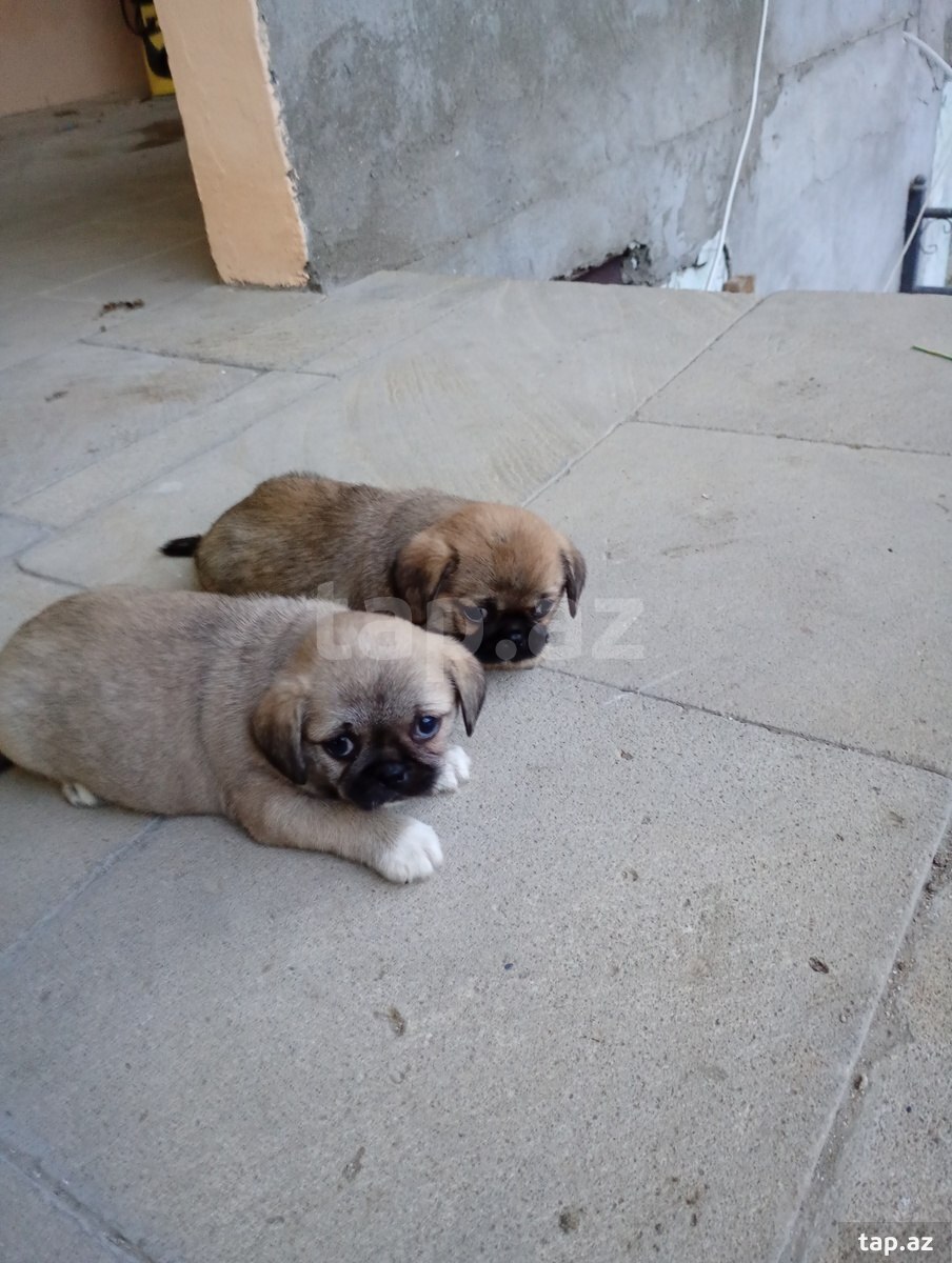 Pekines balaları