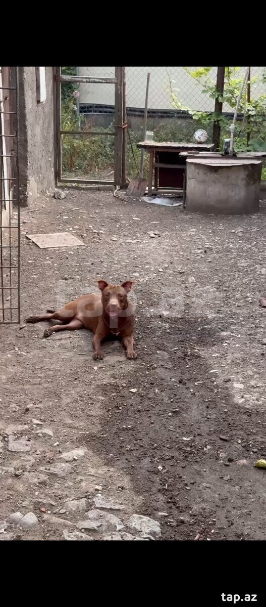 Pitbull