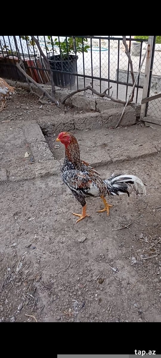 Heyratı beçəsi