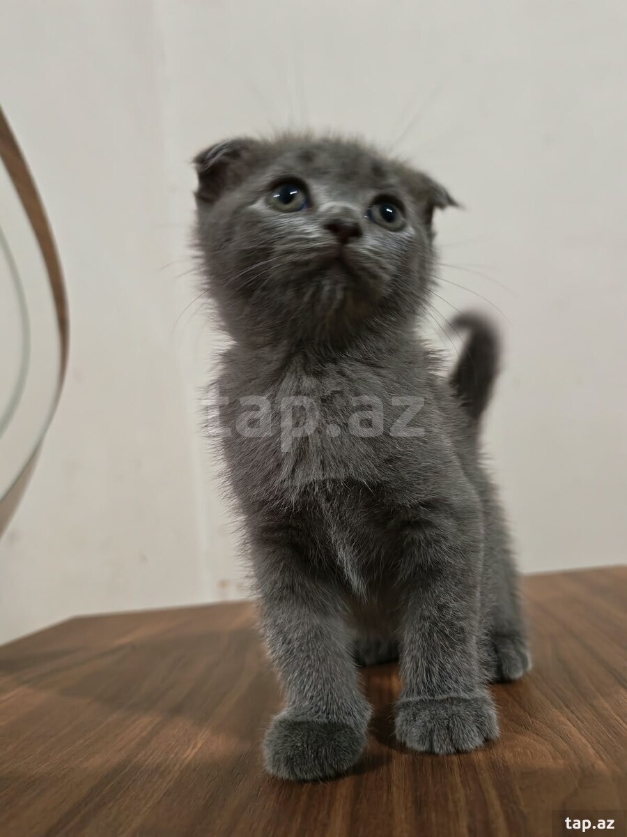 Şotland pişiyi balası