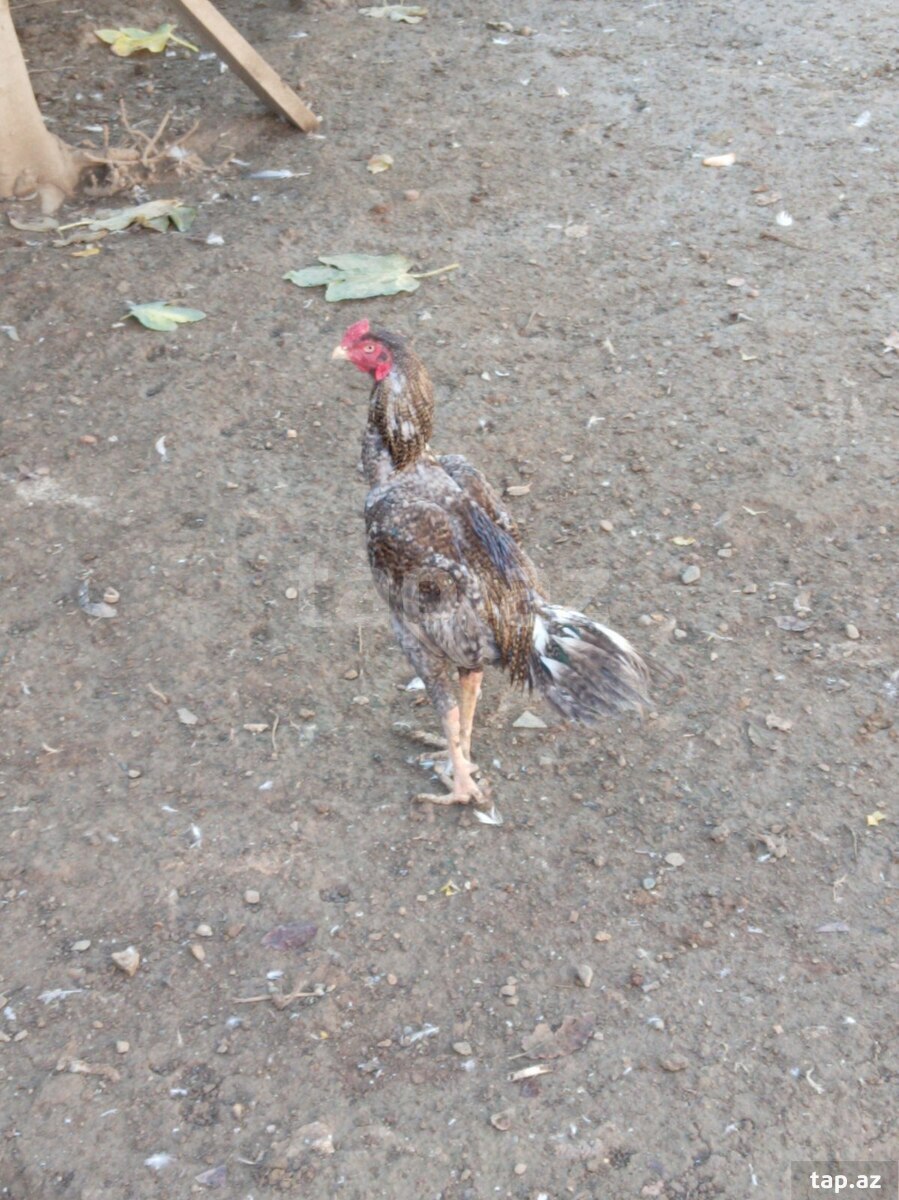 Heyratı xoruzu