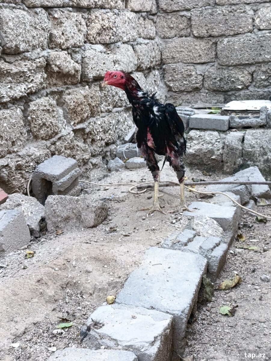 Heyratı toyuq