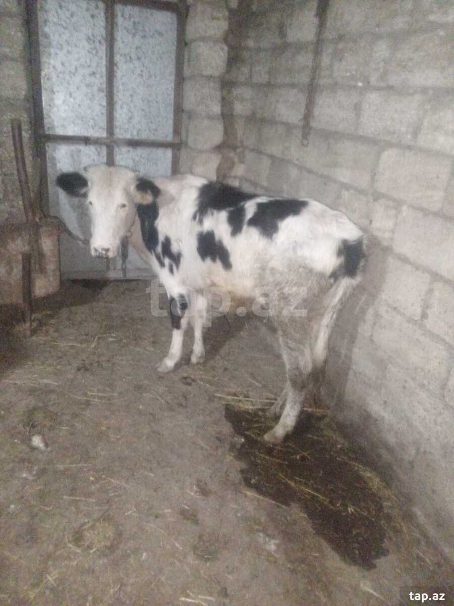 Dana