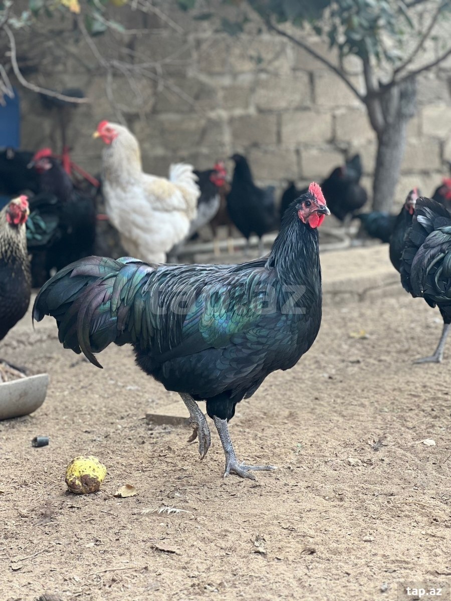 Avstralorp xoruzları
