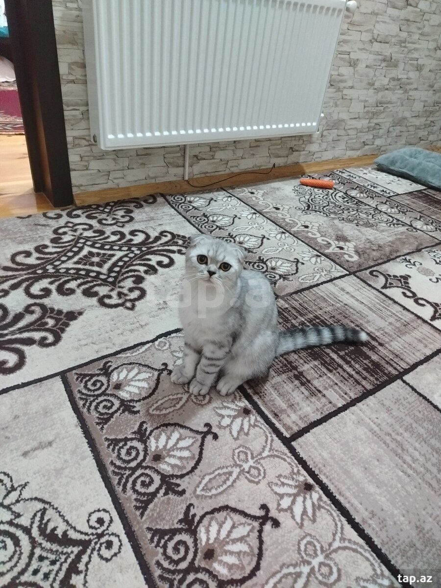 Şotland pişiyi