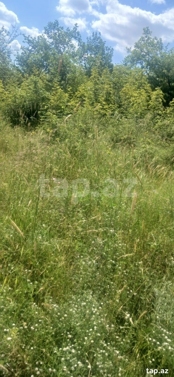 Torpaq satılır, Tircan, İsmayıllı